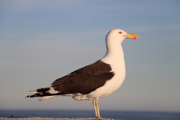 seagull on the wall