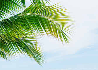 Bright day on a tropical beach Palm trees and paradise of the sea