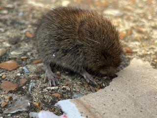 bank vole small UK rodent mammal eating cucumber also known as meadow vole or field vole