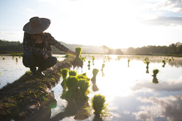 A farmer woman looks at the rice plants to be planted in the field. sunset