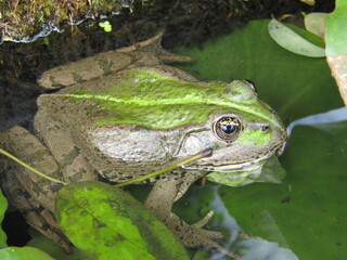 grenouille