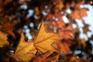Fototapeta premium Herbstblätter an Baum