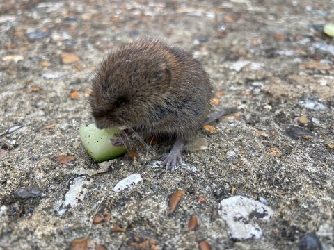 bank vole small UK rodent mammal eating cucumber also known as meadow vole or field vole