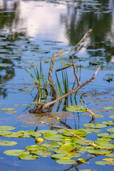 Tree branch in the middle of scenic pond during summer time