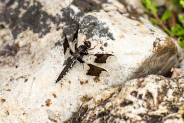 Juvenile male Common Whitetail Dragonfly - Plathemis lydia, is on a mottled white rock. Immature males have the same body pattern as females but the same wing pattern as mature males.