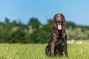 Puppy brown flat coated retriever on a green meadow. Hunting dog. Summer morning on a pasture with...