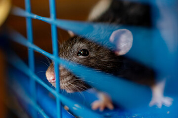Black tame rat in a cage. Breeding, keeping rats.