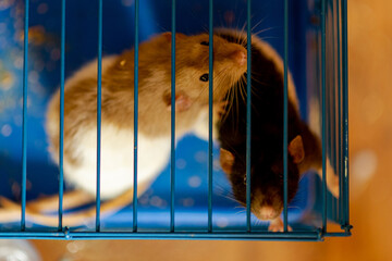 Two tame rats in a cage. Breeding, keeping rats.
