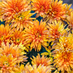 chrysanthemum flowers in garden