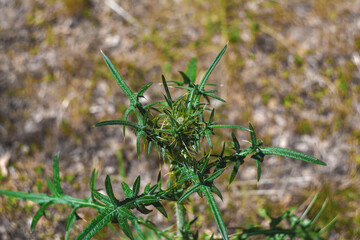 typical weed in summer after rain