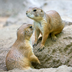  two black-tailed prairie dogs (Cynomys ludovicianus) in front of the entrance of their den in the wild