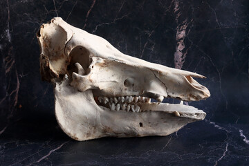 Boar skull on a dark background