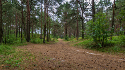 A wide forest trail or road that leads through forests.