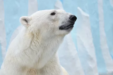 Wandaufkleber polar bear cub © elizalebedewa