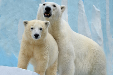 polar bear in the snow