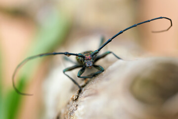 Front view of a Musk beetle (Aromia moschata) on a tree trunk in the wild in summer