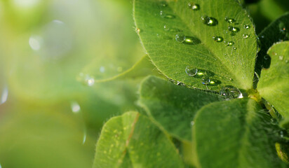 dew drops on a clover leaf