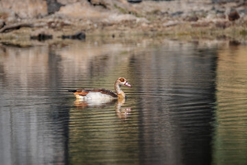 Egyptian goose. Bird in its natural environment.