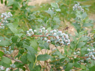 Branch of a blueberry shrub with unripe berry fruits. Blurred background