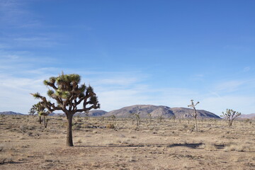 joshua tree national park