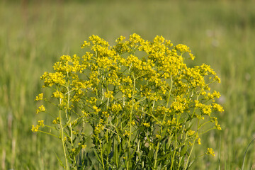 Fototapeta premium Flowers in green meadow on countryside