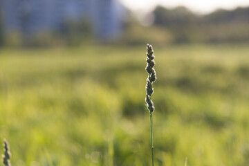 Grass in green summer meadow in light os sun at countrysida
