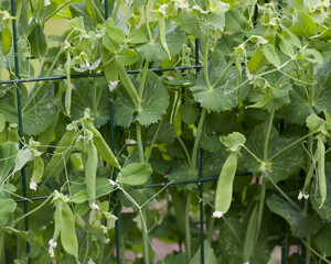 Young fresh pea pods with foliage growing on supported vine