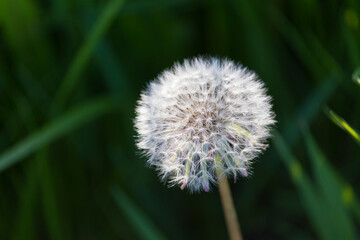 Fluffy dandelion ball close view