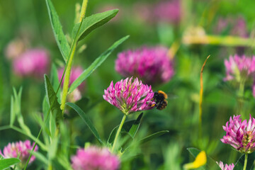 red clover field with a bumblebee
