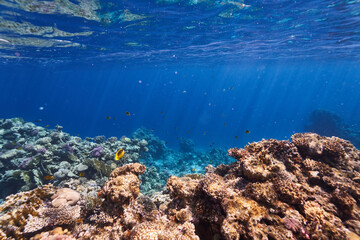 coral reef in the blue sea