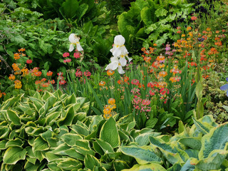 Beautiful herbaceous flower bed with hostas and orange red flowers © Jane Tansi