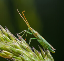 green grass bug (Stenodema laevigatum) on grass inflorescence