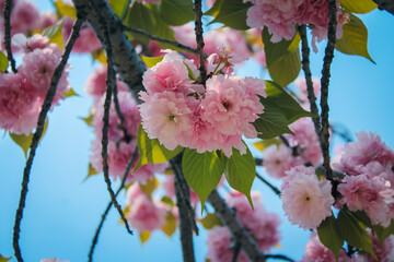 pink cherry blossom in spring