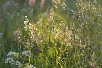 Grass in green summer meadow in light os sun at countrysida