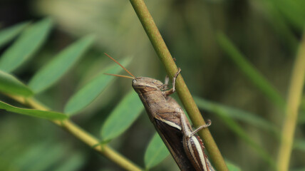 Extreme close up of the upper part  of a brown grasshopper holding a stalk
