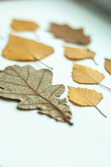 autumn leaves on the shirt of papper fall