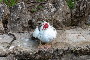 Duclair Duck in the Cerezuelo River in the town of Cazorla. The Duclair Duck is a dual-purpose breed of duck named after the town of Duclair in Normandy.