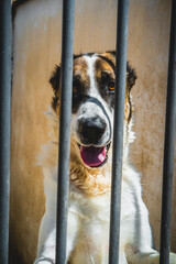 Cute Homeless dog in cage