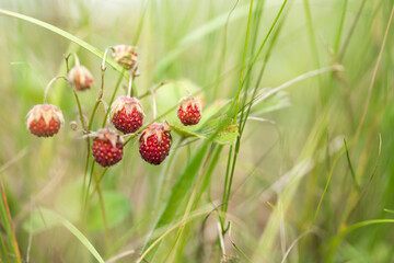 wild strawberry plant