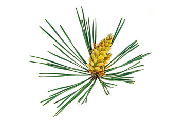 spring pine on a white isolated background