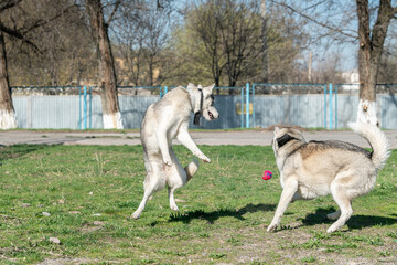 Husky dog playing outdoors with a ball