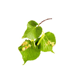 a branch of lime tree with green leaves and flowers isolated on a white background.