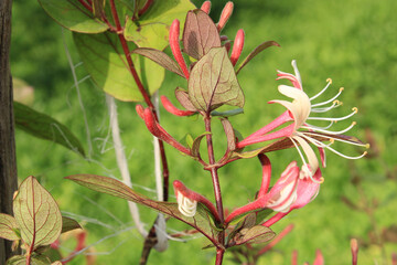 lonicera caprifolium flower macro photo