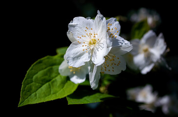 Obraz premium white philadelphus flower and leaf on black background