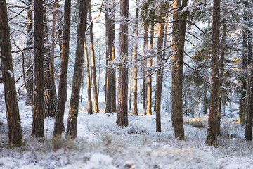 winter woods