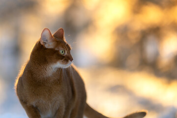 Fototapeta premium cat in snow