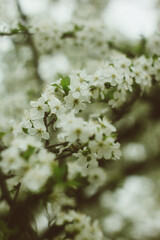 Spring flowers, cherry plum in bloom