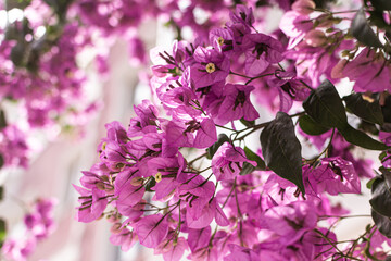 pink and white lilac flowers
