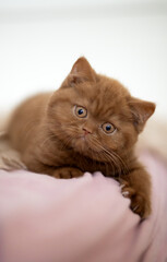 Katzenbaby Kitten in cinamon Geschwister edel und hübsch
