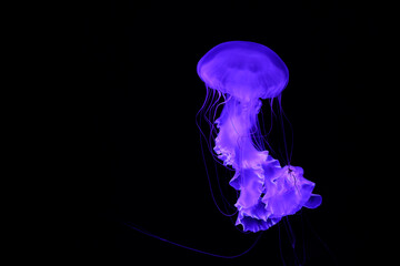 Bright purple jellyfish on a black background.